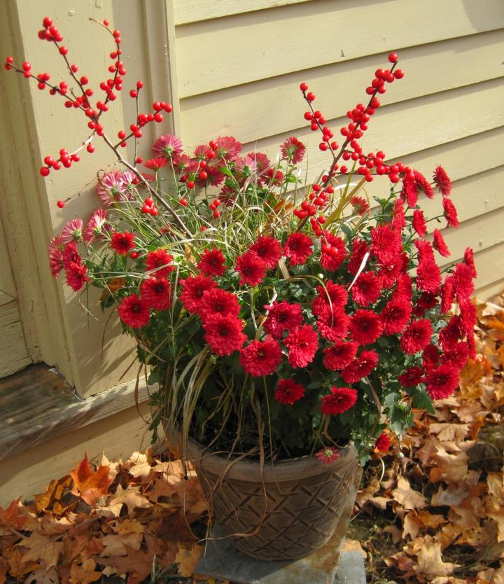 winterberry grown in a pot